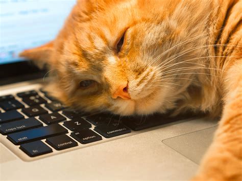 Why Won't YouTube Music Play in the Background and Why Do Cats Love to Sit on Keyboards?